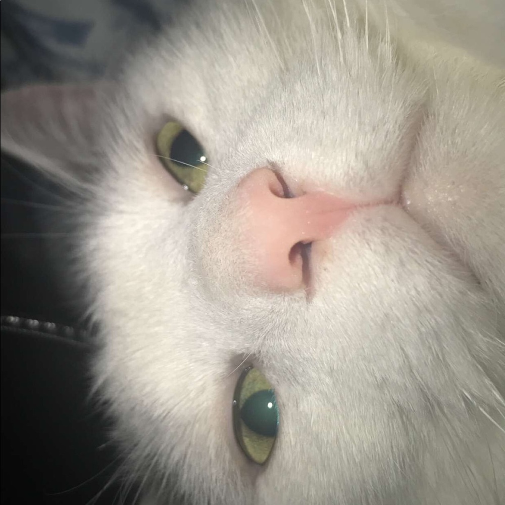 Meet your Posher, Dveira